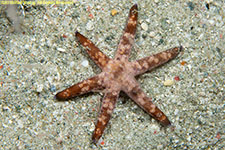 sea star